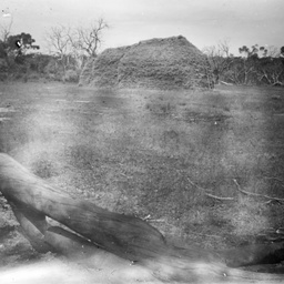 Rural scene