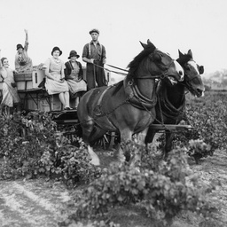 Carting grapes