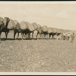 Camel team at Arrabury