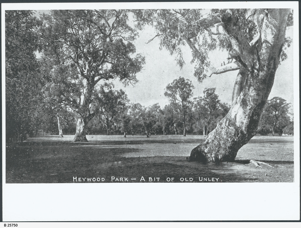 Heywood Park, Unley • Photograph • State Library of South Australia