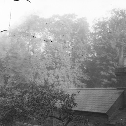 Tree and house