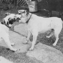 Dogs
