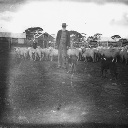 Sheep in yard
