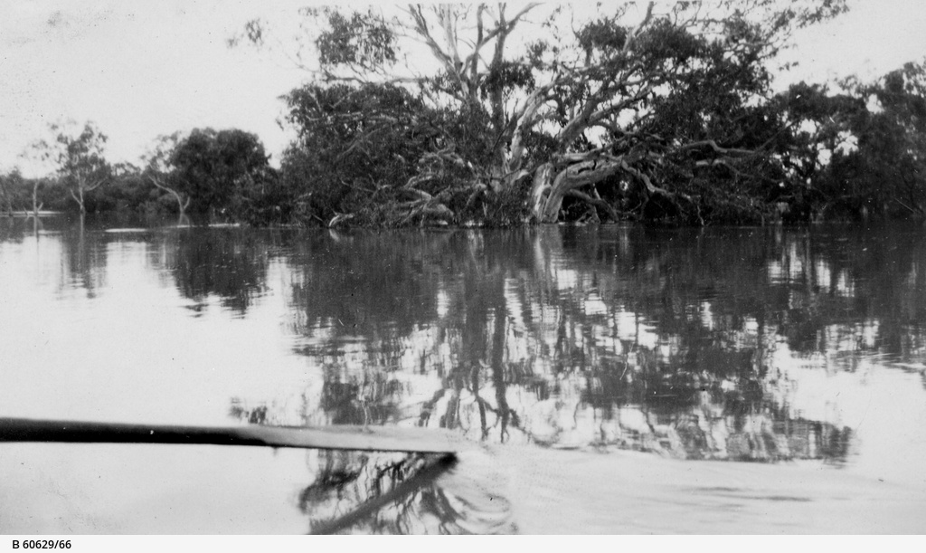 Murray River in flood • Photograph • State Library of South Australia