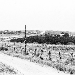 On the road approaching Berri with fruit trees in distance