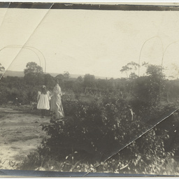 The beginning of Wittunga farm's formal garden