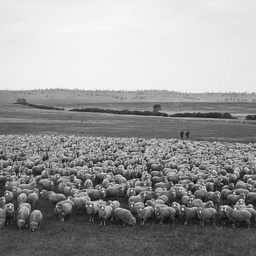 Sheep at Bungaree