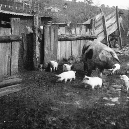 The piglets