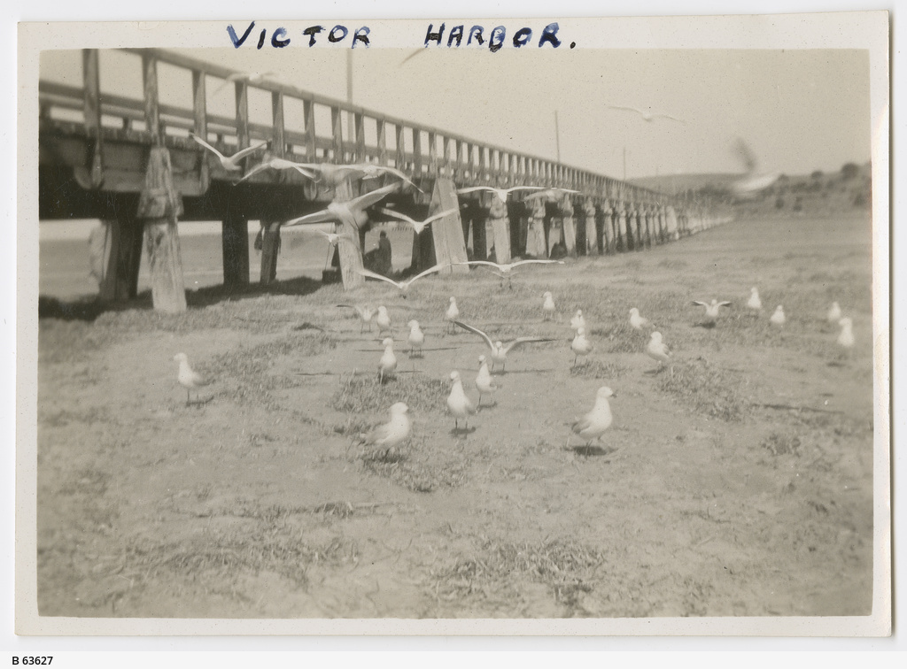 Victor Harbor jetty • Photograph • State Library of South Australia