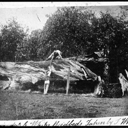 Two men sawing through a tree