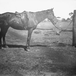Tethered horse