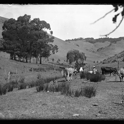 Collection of photographs taken around Adelaide by Theo Bachmann