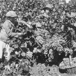 Grape picking Auldana