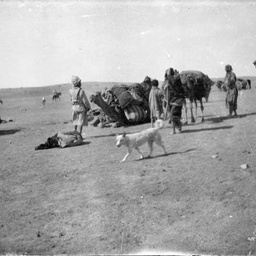 Camels and men.