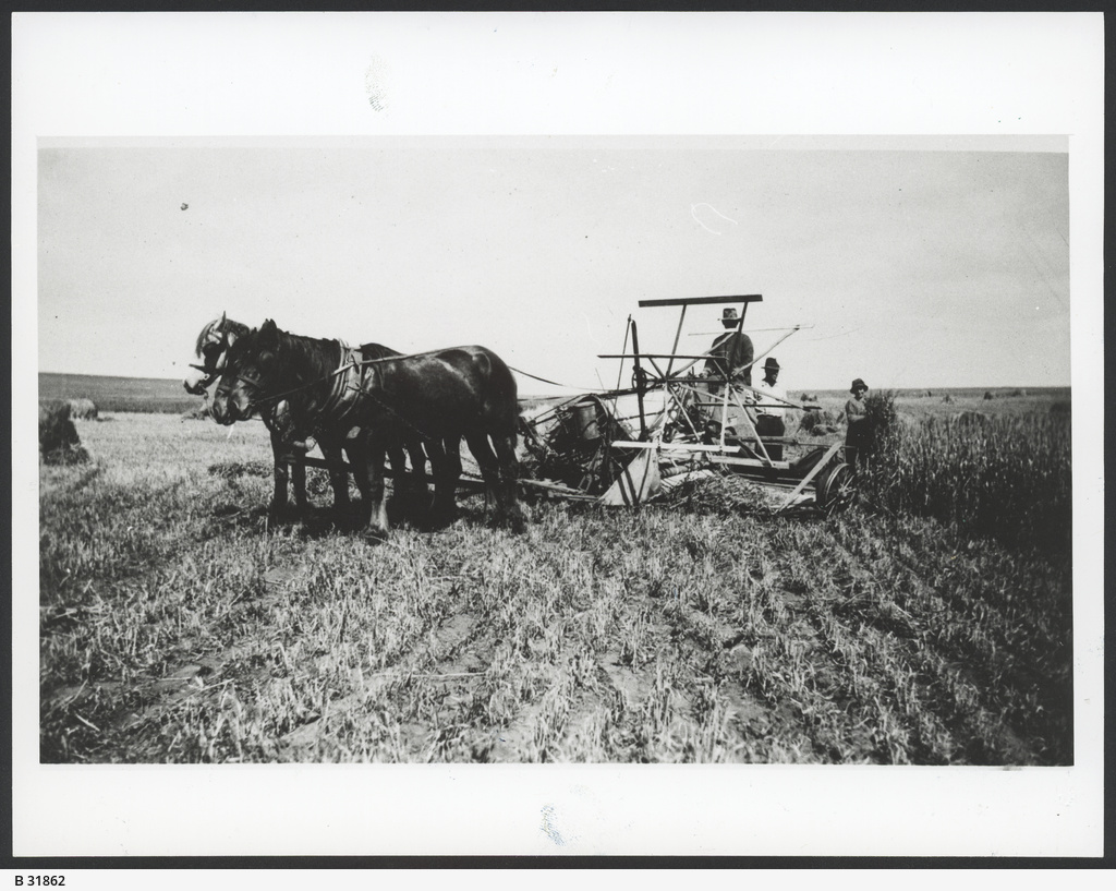 Binding Hay • Photograph • State Library of South Australia
