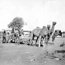 A camel buggy cart