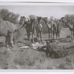 Watering camels