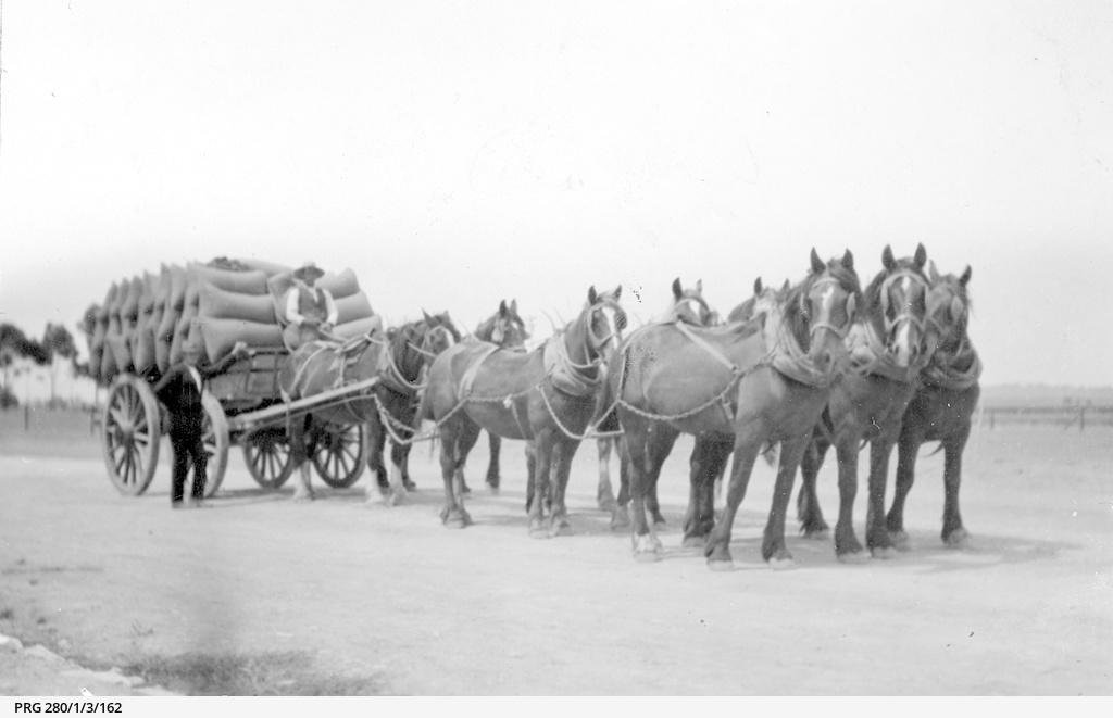 An eight horse team pulling a wagon load of wheat to Brinkworth railway