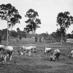 Ambleside dairy cattle