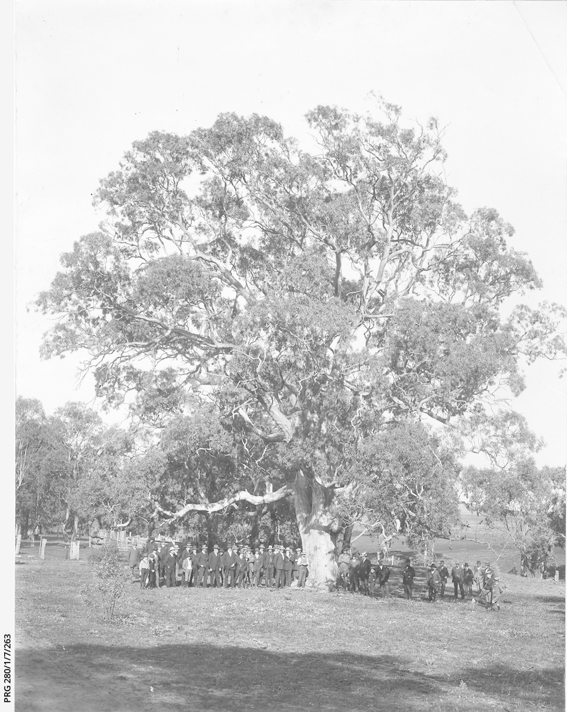 Gum tree about to be destroyed • Photograph • State Library of South