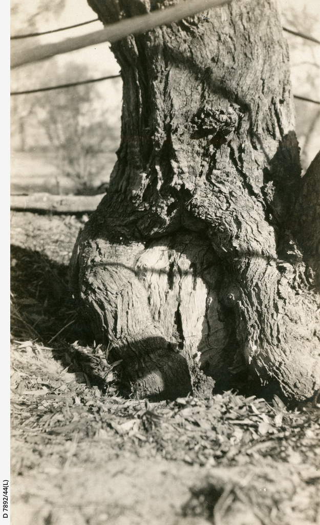 Base of marked tree • Photograph • State Library of South Australia
